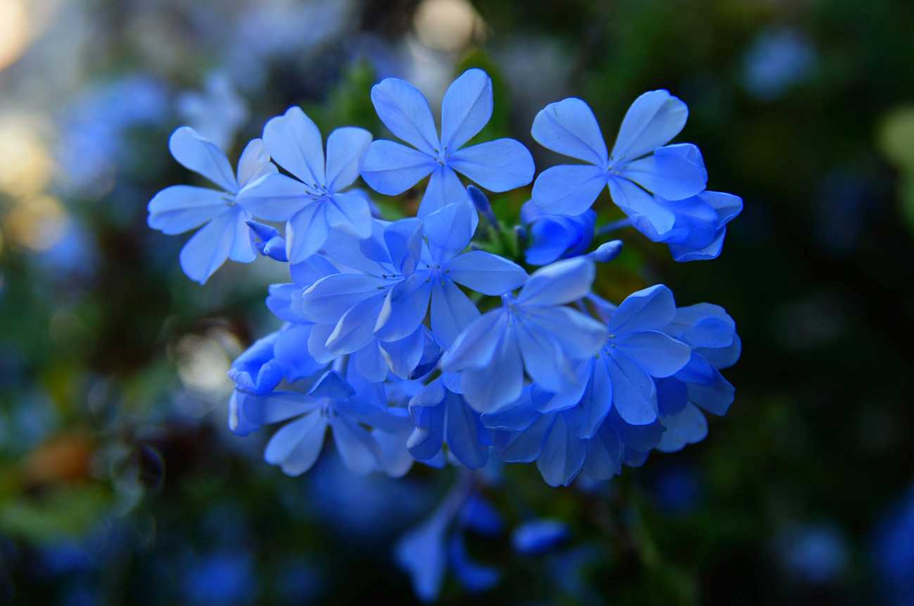 6种蓝色花,你喜欢哪一款?