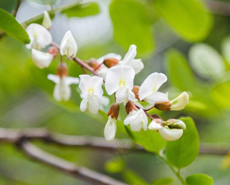 花语大全 鲜花花语 洋槐花花语是什么?