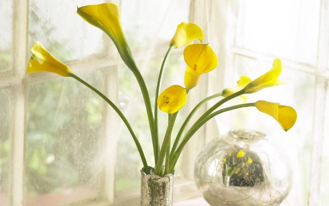 海芋花的花语是什么 锁您订花网 海芋花的花语是什么 锁您订花网