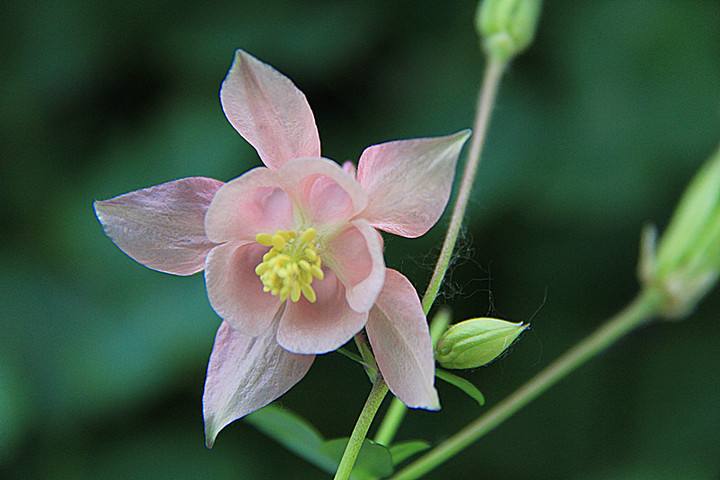 耧斗花的养殖方法