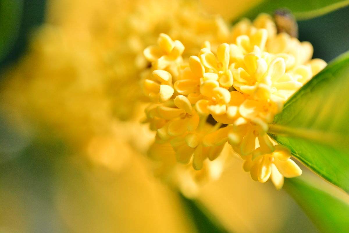 传统名花桂花 桂花花语是什么 亲您鲜花网