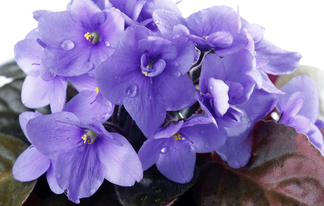 非洲紫罗兰的花语和它的故事 亲您鲜花网