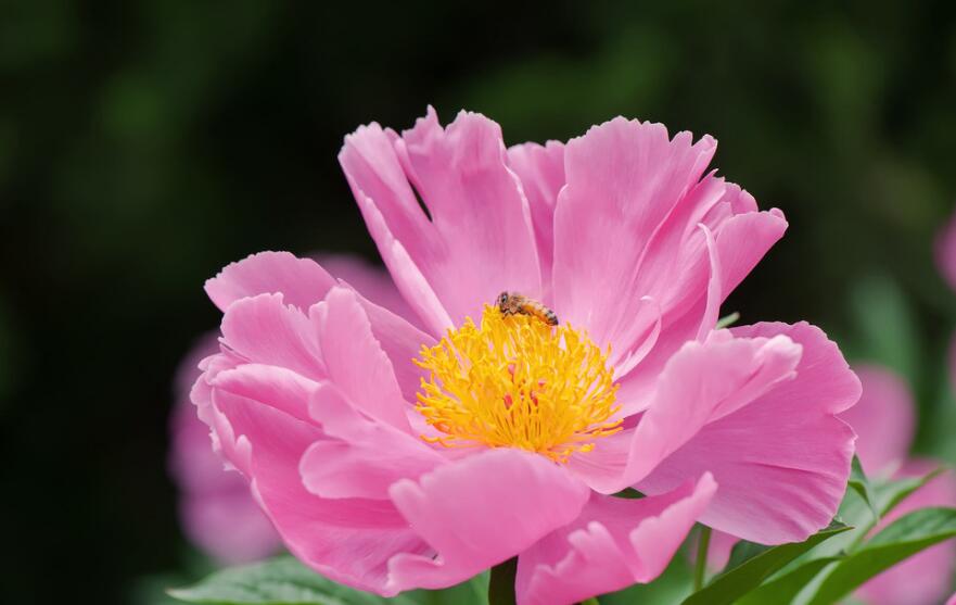 芍药的寓意是什么 花名由来是什么 锁您订花网