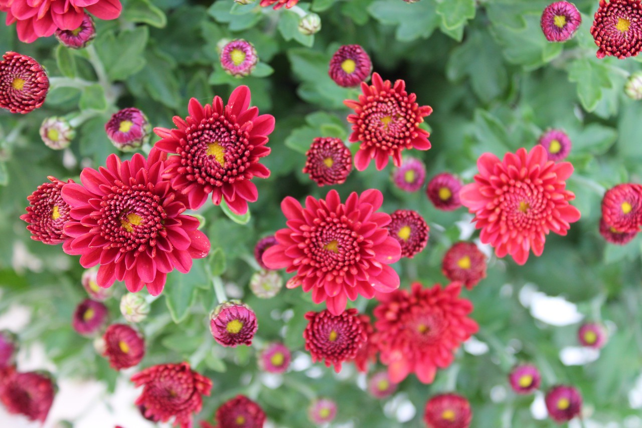 菊花花语是什么 菊花的寓意 锁您订花网