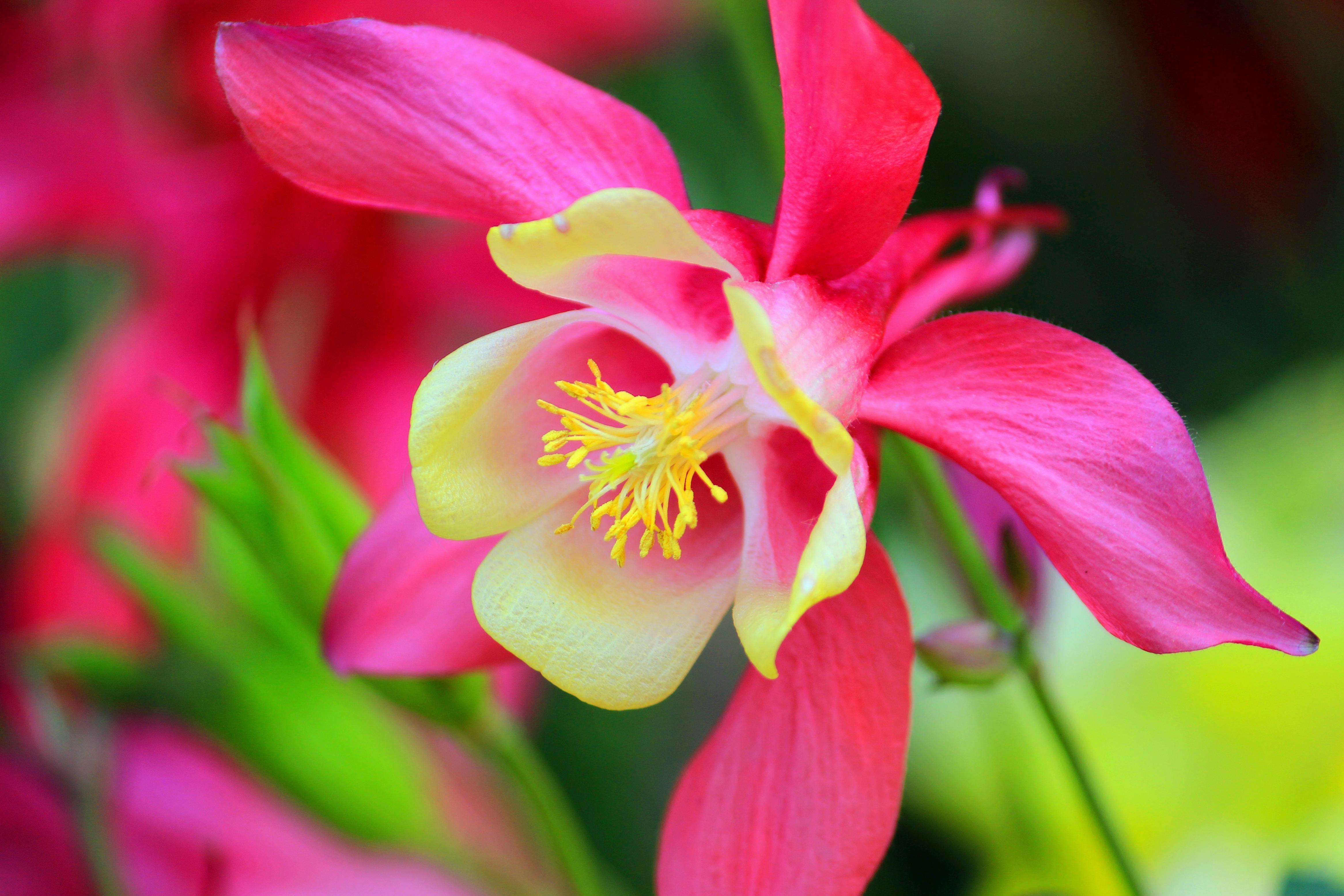 耧斗花的养殖方法